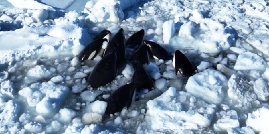 Orcas atrapadas en el hielo luchan por su vida