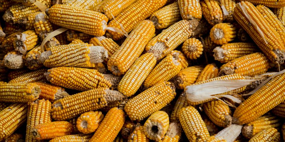 En enero se registró un récord de 15.3 mdt de maíz provenientes de Estados Unidos.