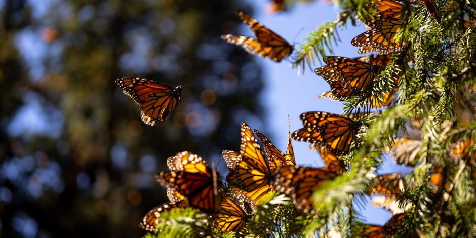 Las altas temperaturas y las sequías no solo afectan a los humanos, también a las mariposas Monarca; conoce ¿cómo las está dañando?