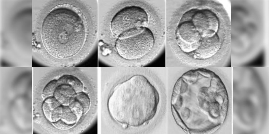 Embriones in vitro