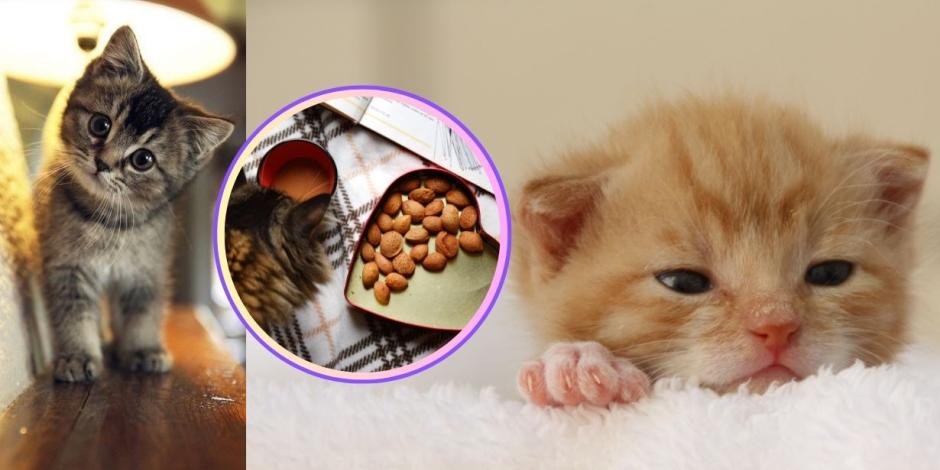 La Profeco reveló las mejores marcas de croquetas con las que puedes alimentar a tu gatito bebé.