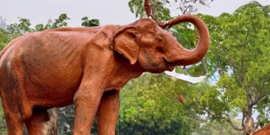 Rescatan a "SomBoon" , una elefanta esclavizada por décadas.