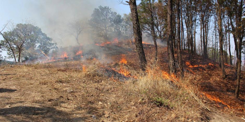 Incendio en zona forestal del Estado de México.