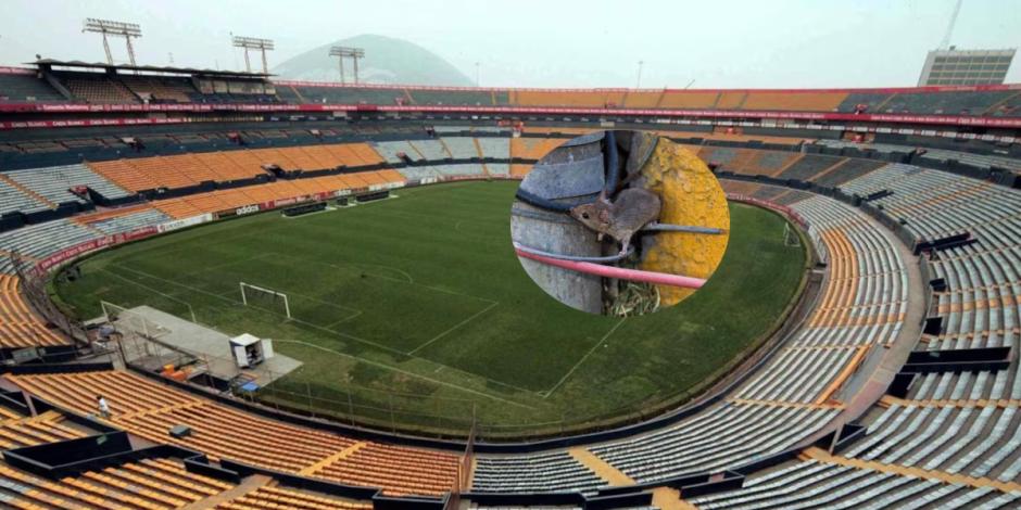 En redes sociales se viralizaron fotos de una rata en las inmediaciones del estadio de Tigres antes del juego de la Fecha 14 de la Liga MX contra Pachuca.