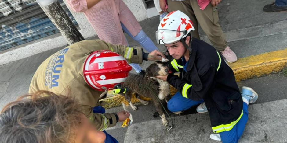 Rescatan a ocho perros de la explosión en Tlalpan.