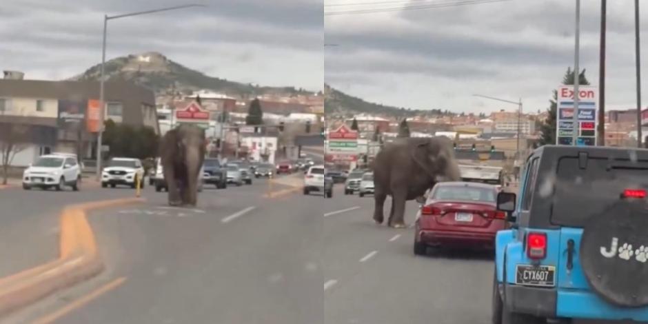 Elefante escapa del circo y recorre calles de Montana antes de ser capturado.