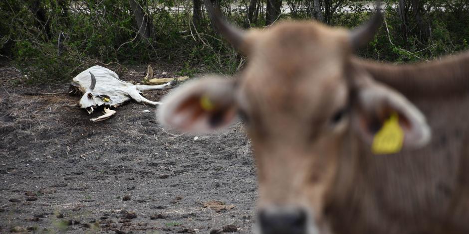 Una vaca en Campeche está frente a los restos de otra que murió por el calor.