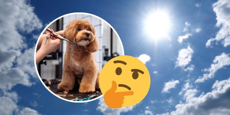 Esto puede pasar si cortas el pelo a tus perritos en temporada de calor.