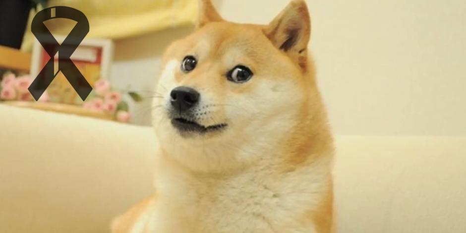 La perrita que inspiró el meme Doge falleció a los 17 años de edad.