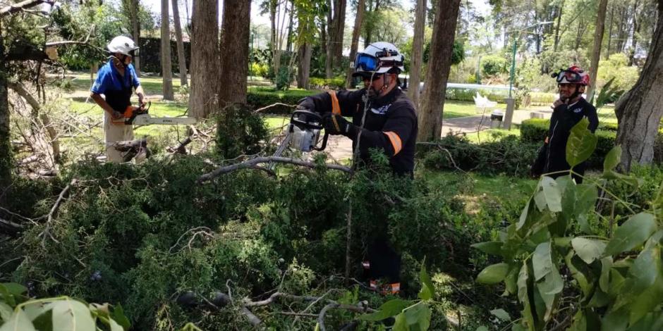 Lluvia y vientos dejan al menos 23 árboles caídos y varias afectaciones en Tlalpan.