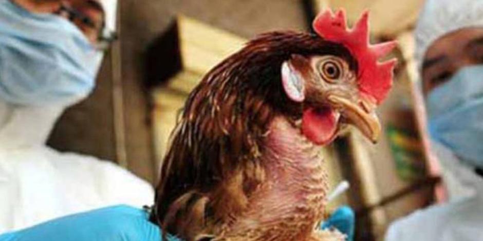 La OMS tiene una serie de recomendaciones para evitar los contagios por gripe aviar.