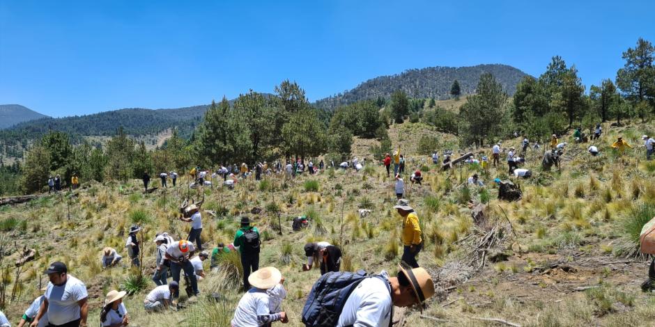 Las jornadas de reforestación de Nissan Mexicana busca la restauración de este tipo de ecosistemas, así como generar conciencia sobre la importancia de su conservación y cuidado.