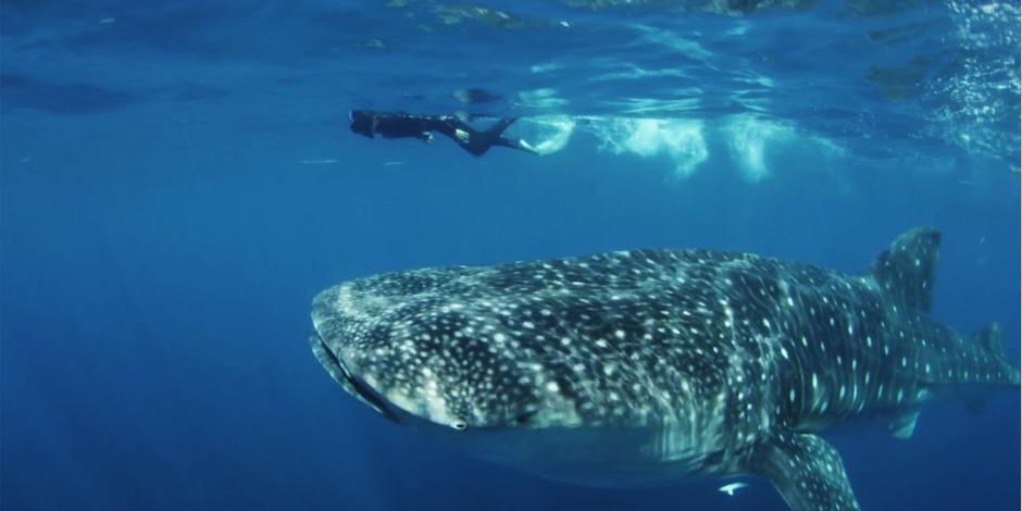 El tiburón ballena es vital para el ecosistema en México.