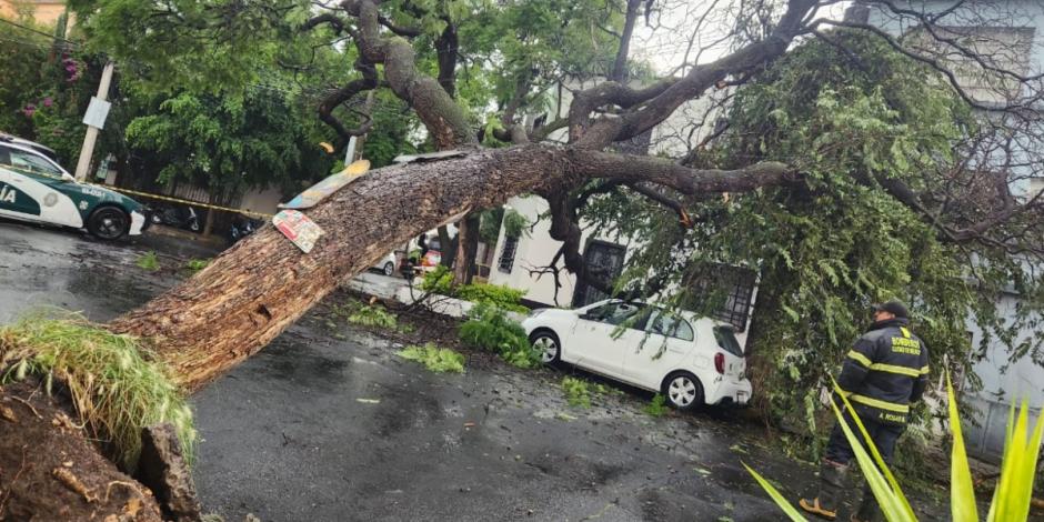 Un árbol cayó tras las intensas lluvias registradas esta tarde en CDMX.