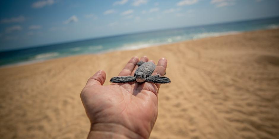En acciones de conservación, se pretenden liberar alrededor de 2 millones de tortugas marinas.