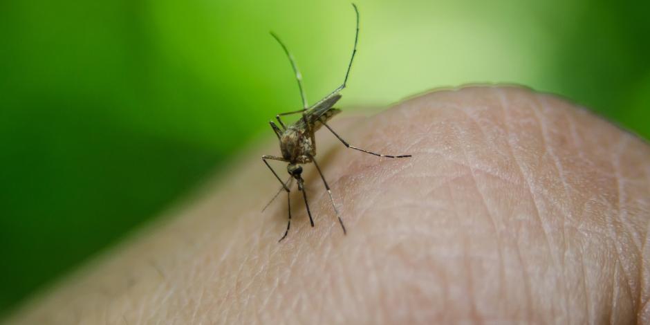 El mosquito del dengue se reproduce cerca de donde pueda conseguir su alimento