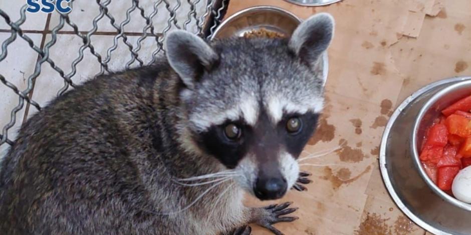 El mapache fue resguardado y valorado por un veterinario.