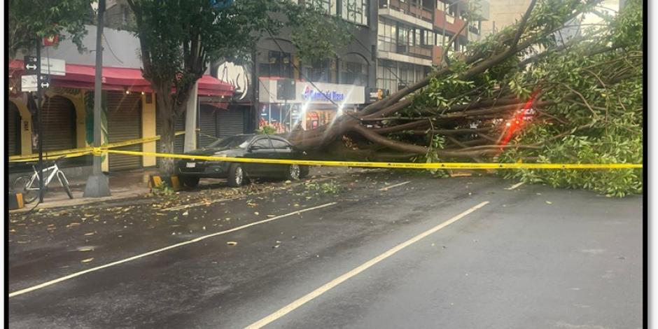 Debido a las fuertes lluvias de esta tarde, en diferentes zonas de la CDMX se reportaron caídas de árboles.