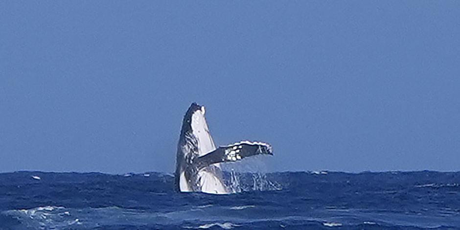 Una ballena sale del agua durante las semifinales de la competencia de surf de los Juegos Olímpicos París 2024 entre la costarricense Brisa Hennessy y la brasileña Tatianna Weston-Webb