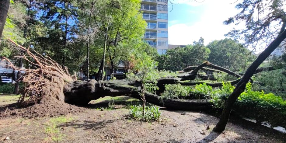 Cayó un árbol en Polanco III Sección.