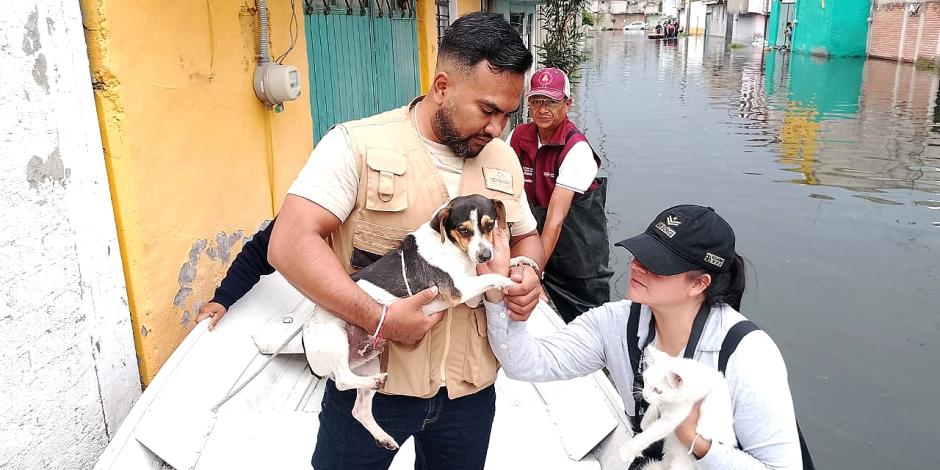 Brigadistas rescatan animales afectados por las lluvias en Chalco.