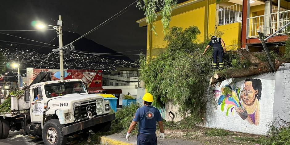 En la GAM, las fuertes lluvias provocaron caídas de ramas.