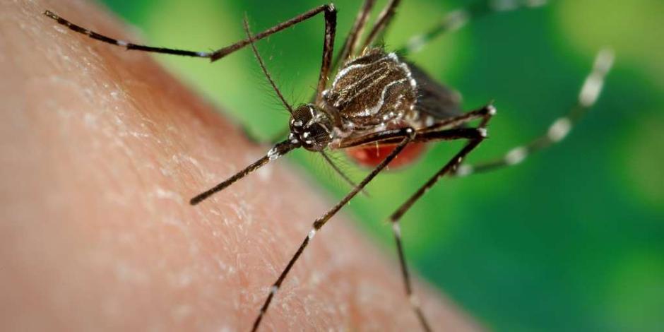 PRI pide a Secretaría de Salud detener propagación del mosquito del dengue