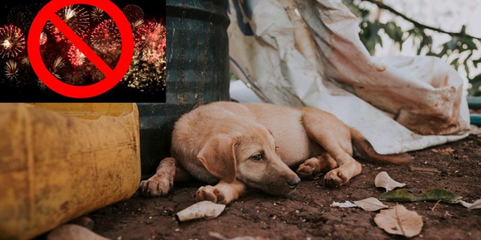 Los cohetes representan un riesgo para las mascotas.