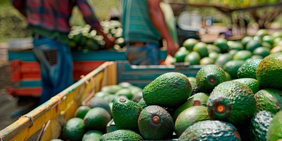 México y EU acuerdan que personal de Agricultura supervise huertos del programa de exportación de aguacate.