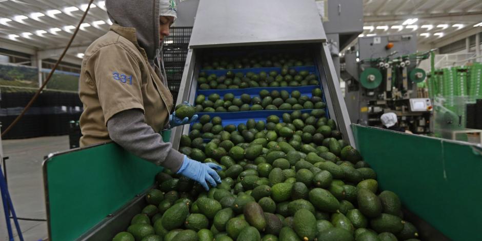 Ken Salazar exige implementación rigurosa del certificado de aguacates mexicanos para que no sean de huertos ilegales.