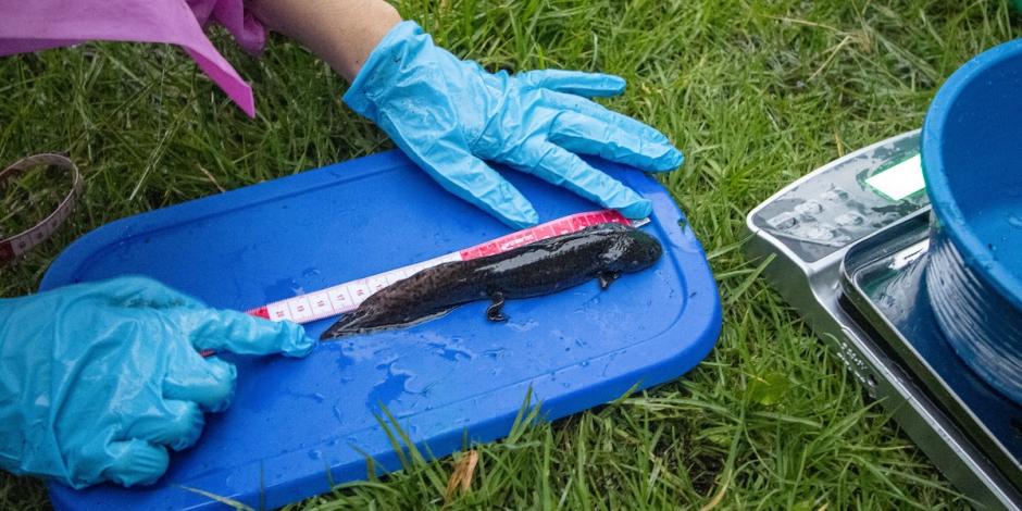 Científicos detectan una especie de ajolote endémica del Bosque de Chapultepec.