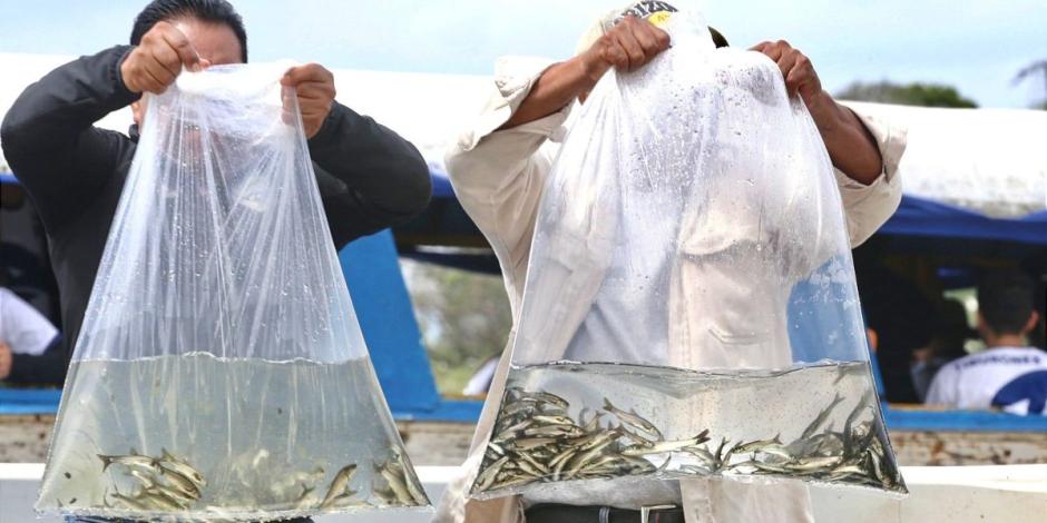 Gobierno de Michoacán siembra 15 mil peces acúmara en el lago de Pátzcuaro.