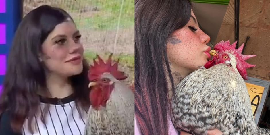 Muere Daniel, el gallo de Tiktok y 'Venga la Alegría': 'hasta siempre, mi pollo'