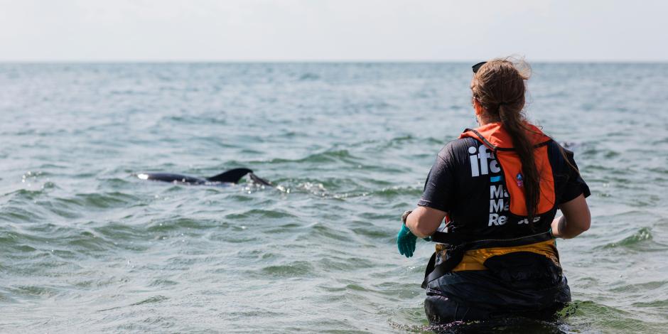 Esta profesión se encarga de estudiar los organismos que habitan en el mar.