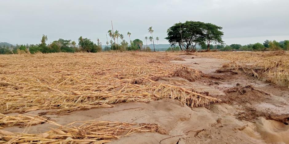 Cientos de hectáreas de cultivos en Comaltepec resultaron dañados por las inundaciones tras el paso del huracán John.