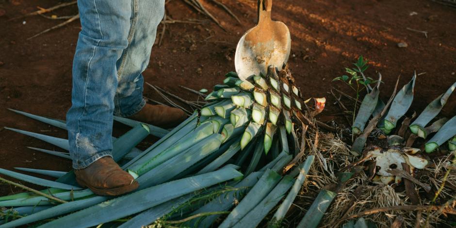 De las pencas del maguey se obtiene el pulque.