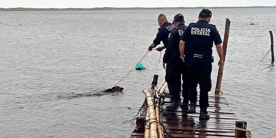 El perrito fue rescatado tras ser amarrado a un muelle.