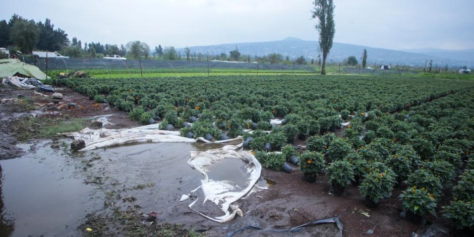 Los viveros de Xochimilco con plantas de cempasúchil resultaron afectados por la lluvia.