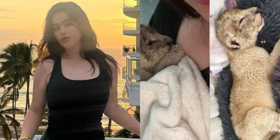 Hija del Canelo Álvarez recibe despiadadas críticas por tener un león como mascota