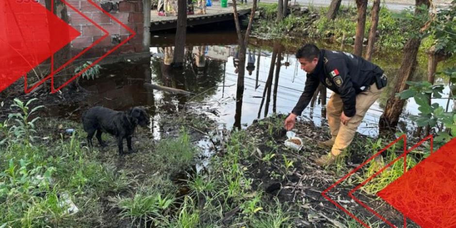 Los perritos y gatitos también se vieron afectados por las lluvias en Xochimilco.