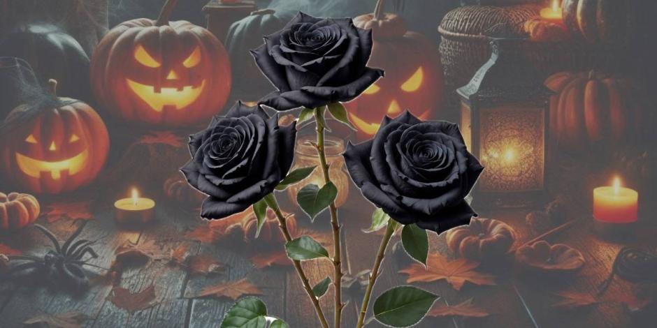 El motivo por el que se regalan rosas negras en Halloween