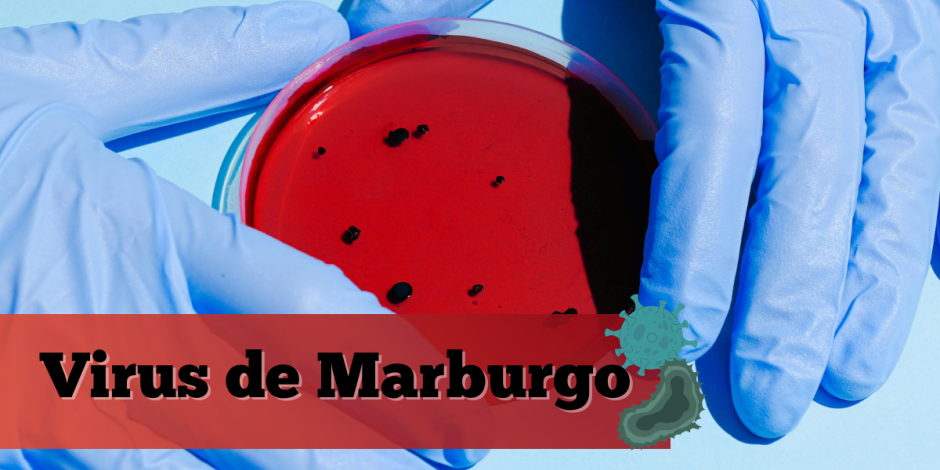 Alerta por virus de Marburgo