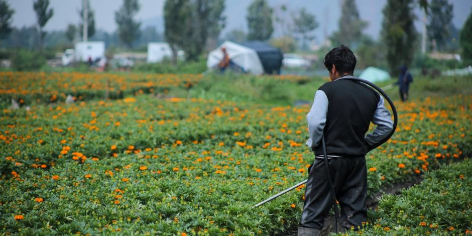 Un productor de cempasúchil, en Xochimilco, supervisa a las flores el 8 de octubre.