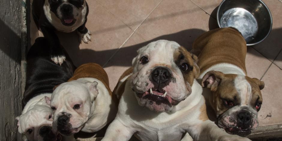 Perros de raza bulldog ren un patio tras ser rechazados por su criador, en 2021.