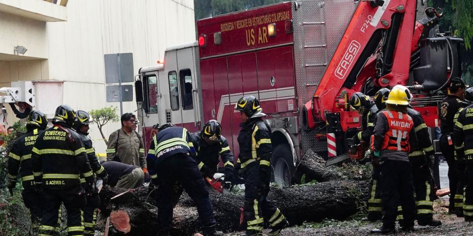 Bomberos cortan un árbol que cayó sobre un auto el pasado 19 de julio.