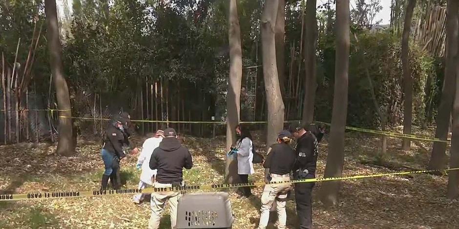 El 17 de enero de este año apareció el cuerpo de un perro con huellas de tortura en el Bosque de Nativitas, de la alcaldía Xochimilco.