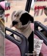 Perrito se niega a pagar pasaje del transporte público en Perú, pese a exigencias del conductor.