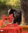 En el particular video se puede ver al oso de espaldas frotándose en un árbol ubicado en las instalaciones de la UANL.