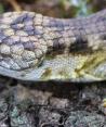 Esta nueva lagartija fue descubierta en Chiapas.