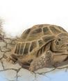 Ilustración de tortugas Mojave, especia en peligro de extinción